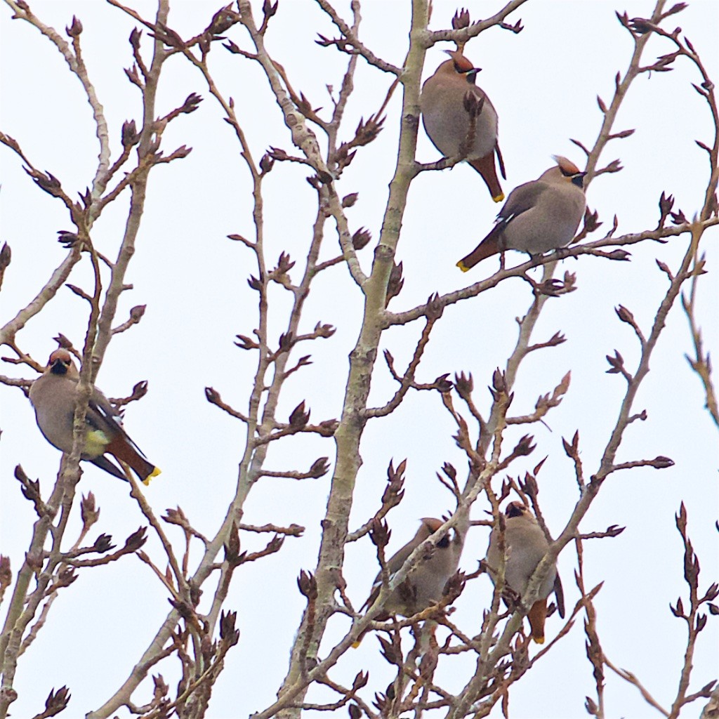 Bohemian Waxwing - ML208558371