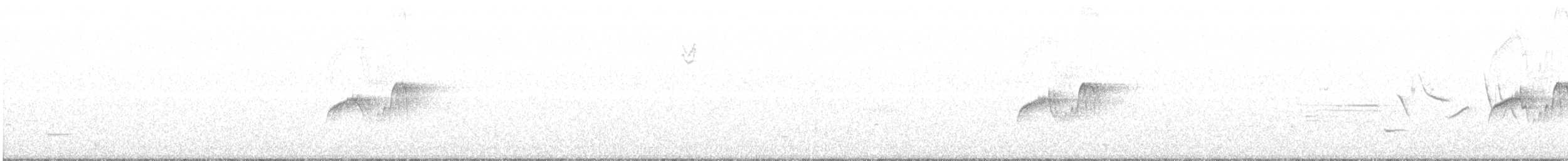 Weißbauch-Phoebetyrann - ML208560281