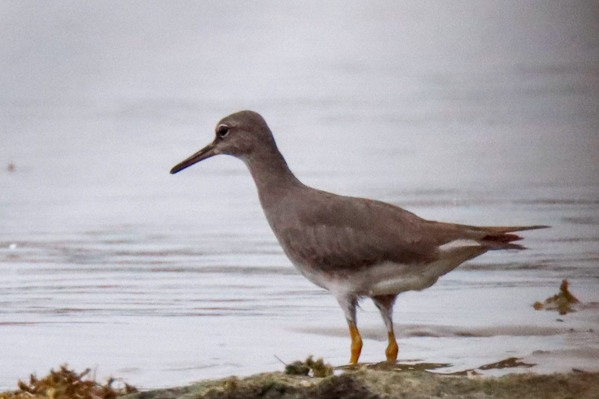 Gray-tailed Tattler - David  Bound