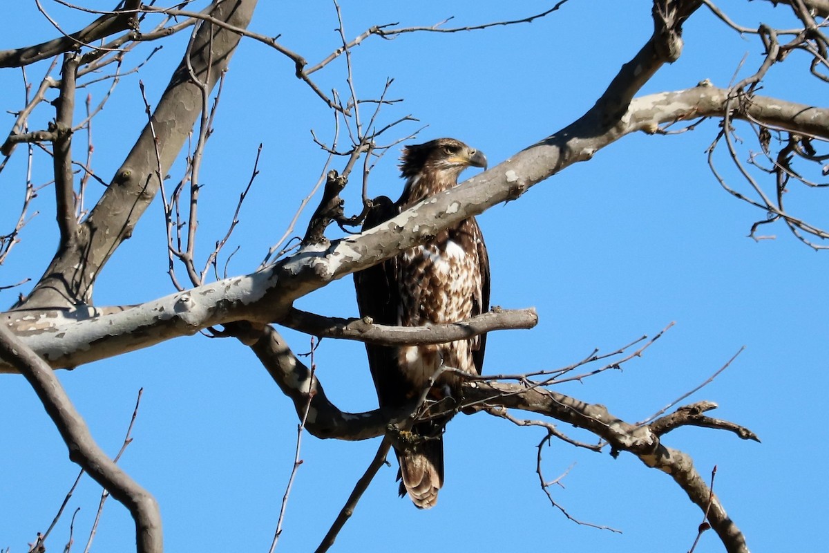 Bald Eagle - ML208561251