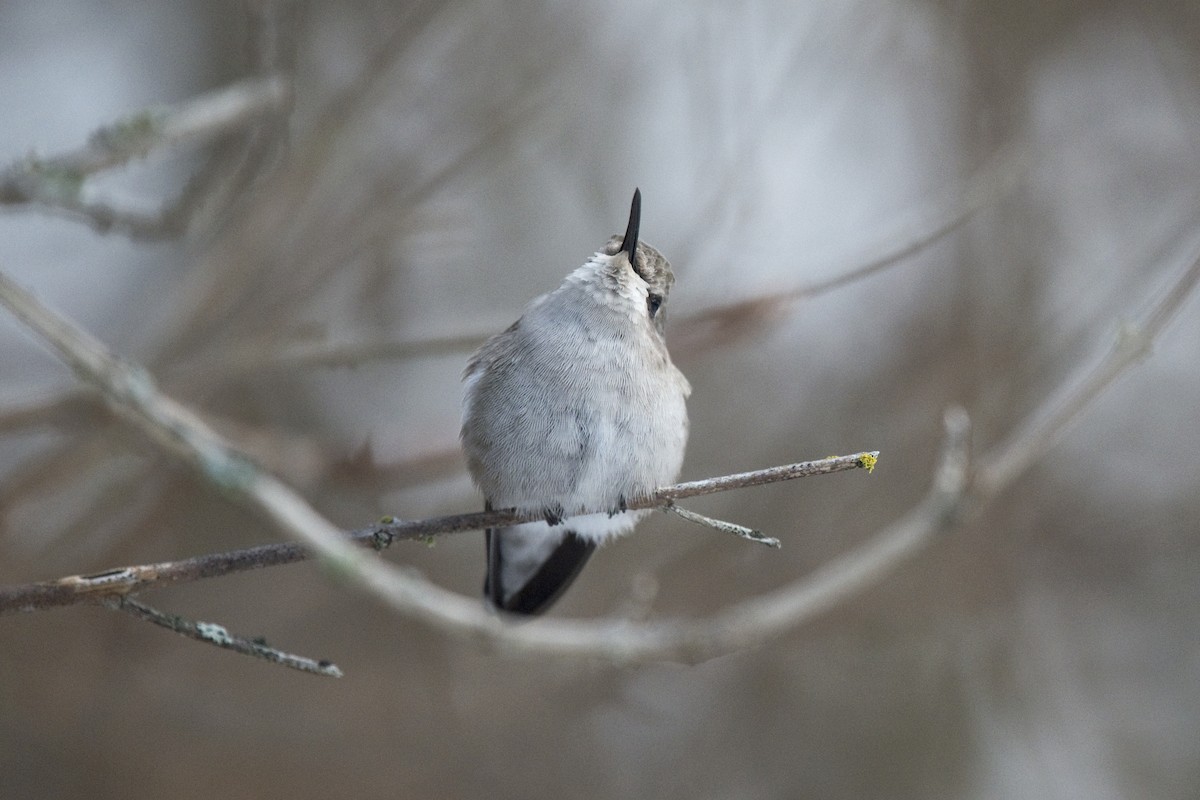 Costa's Hummingbird - ML20856211