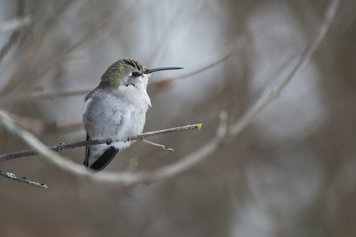 Costa's Hummingbird - ML20856221