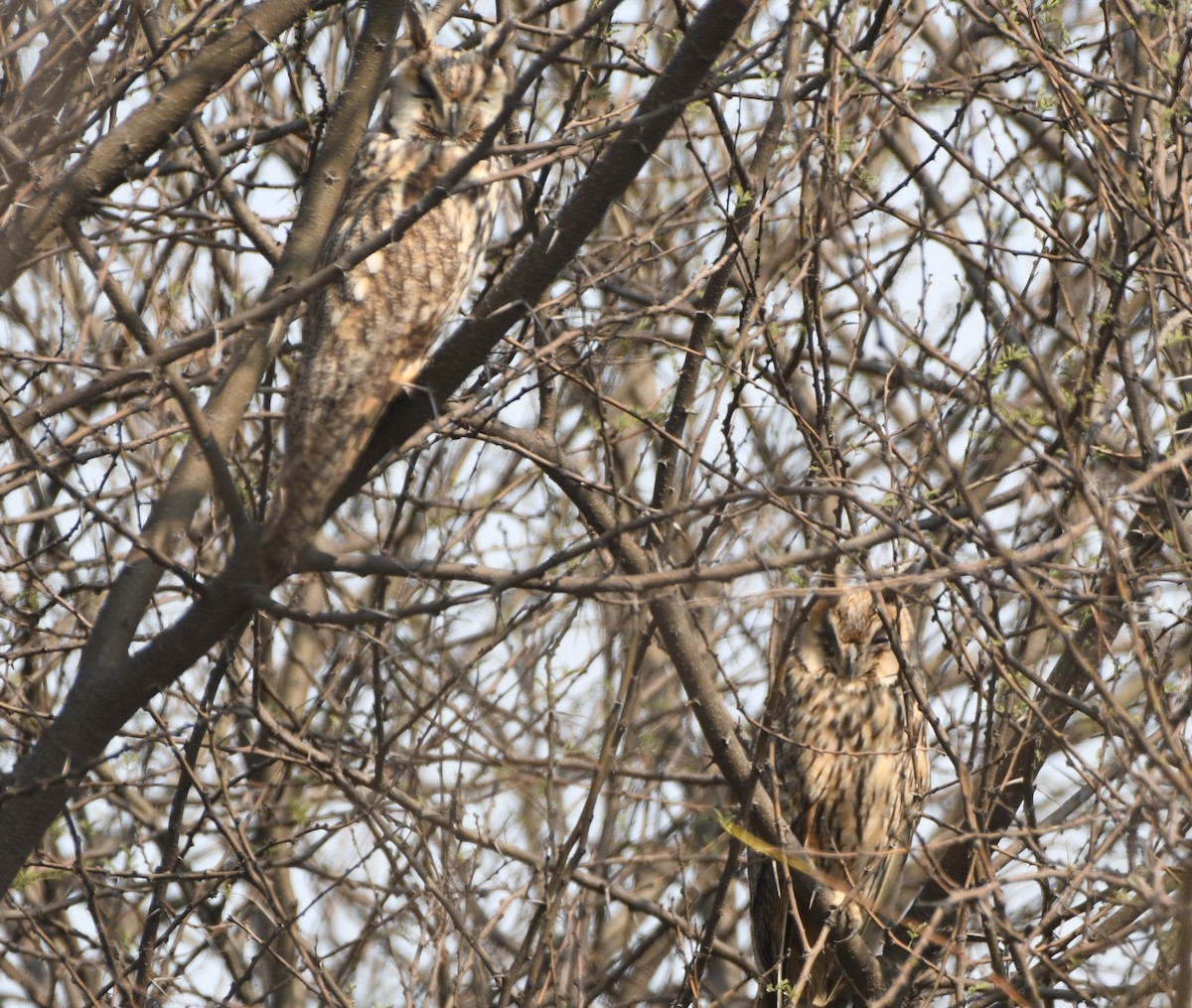 Long-eared Owl - ML208562971