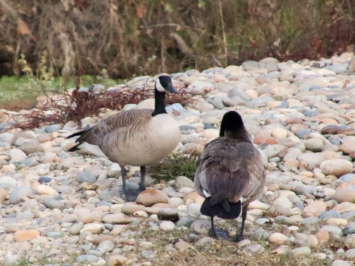 Cackling Goose - ML208563501