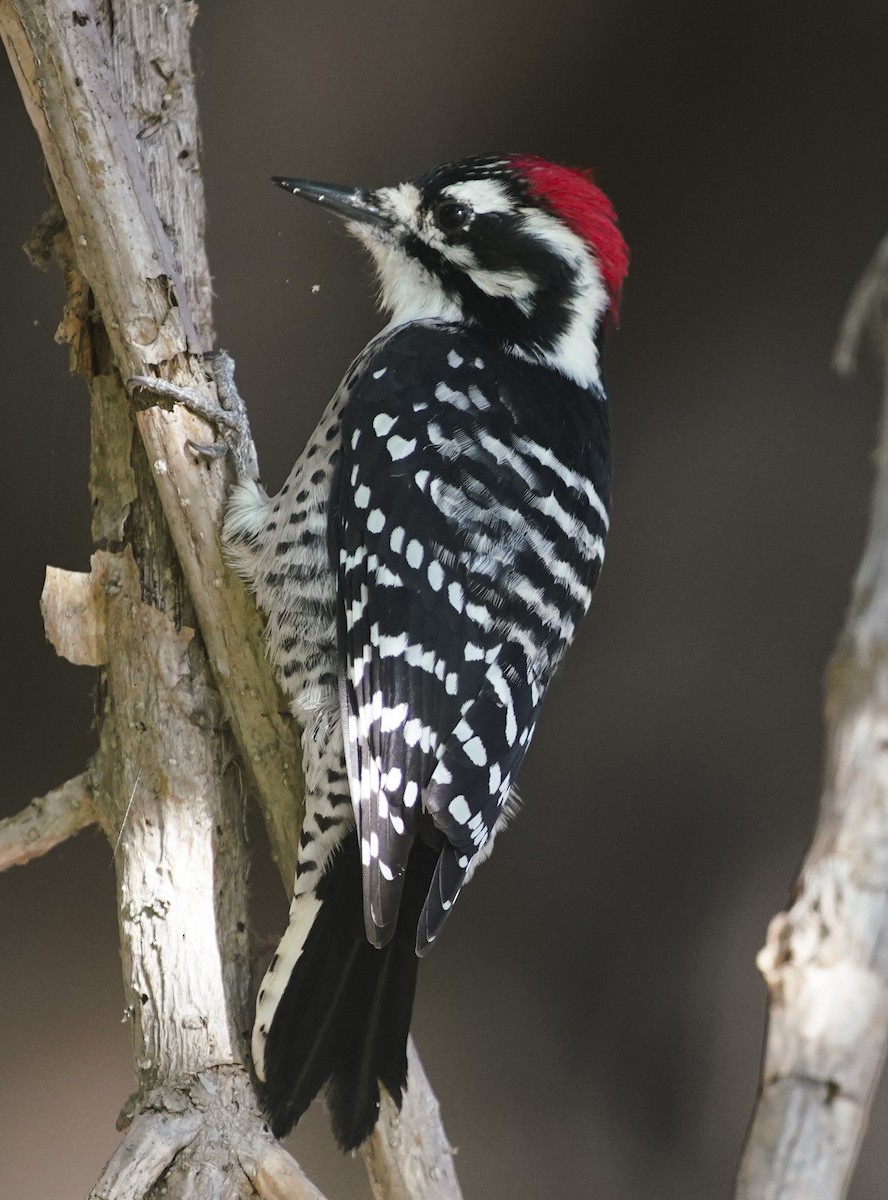 Nuttall's Woodpecker - ML208564701