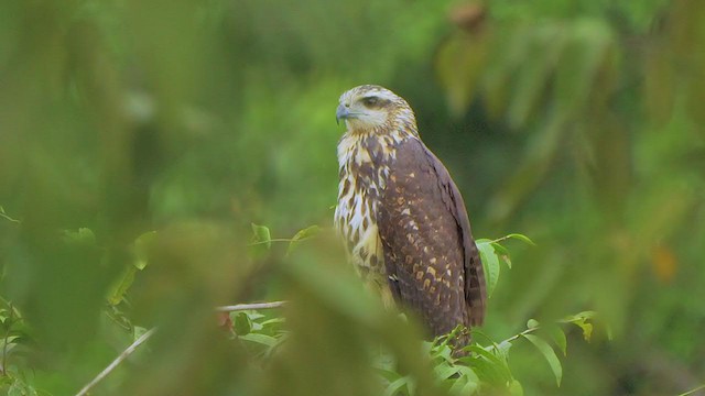 Great Black Hawk - ML208565341