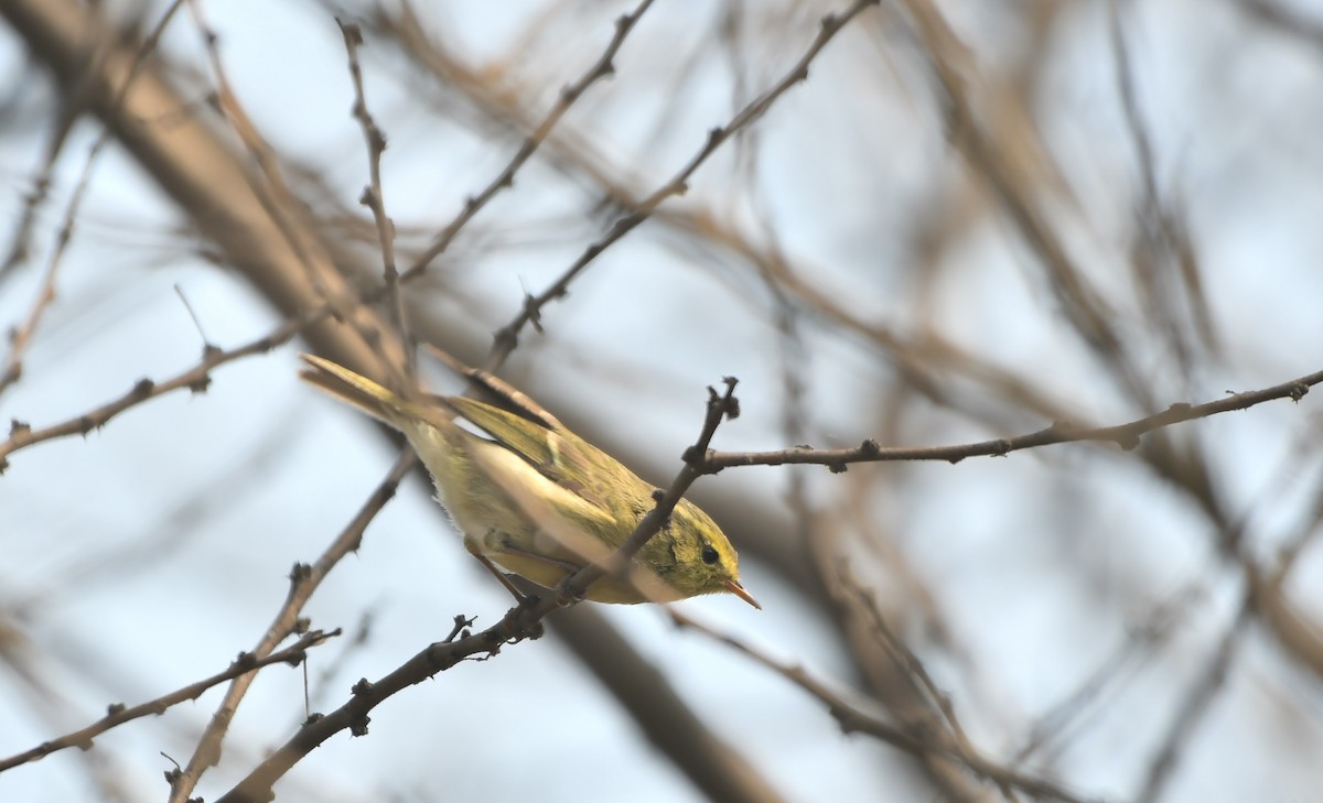 Brooks's Leaf Warbler - ML208566431