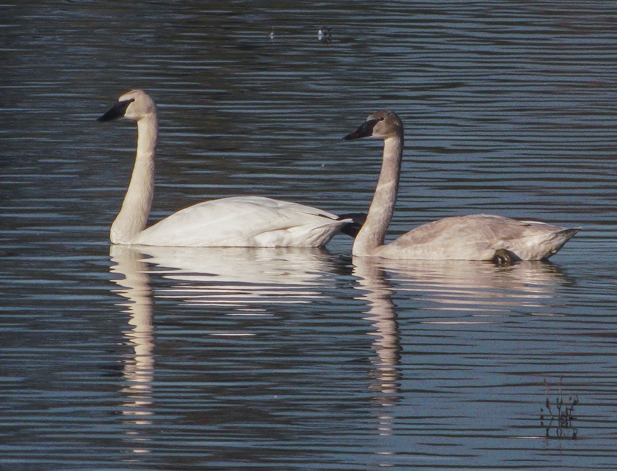 Trumpeter Swan - ML208567331
