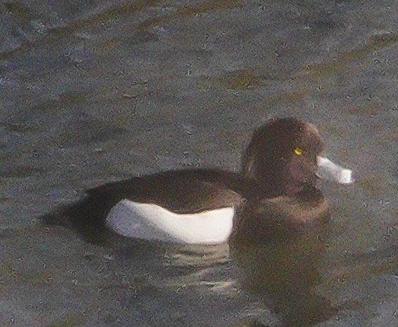 Tufted Duck - ML208567581