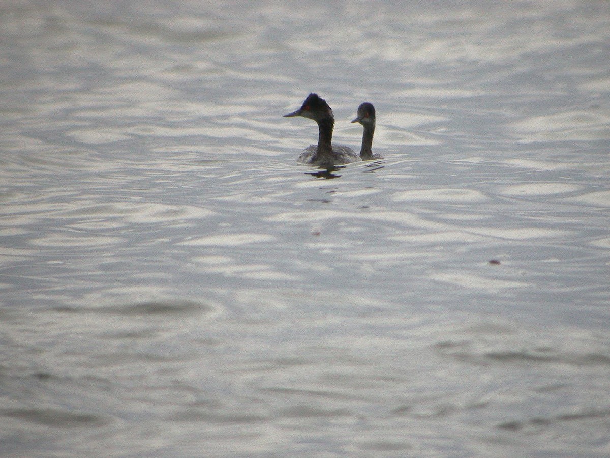 Eared Grebe - ML208569611