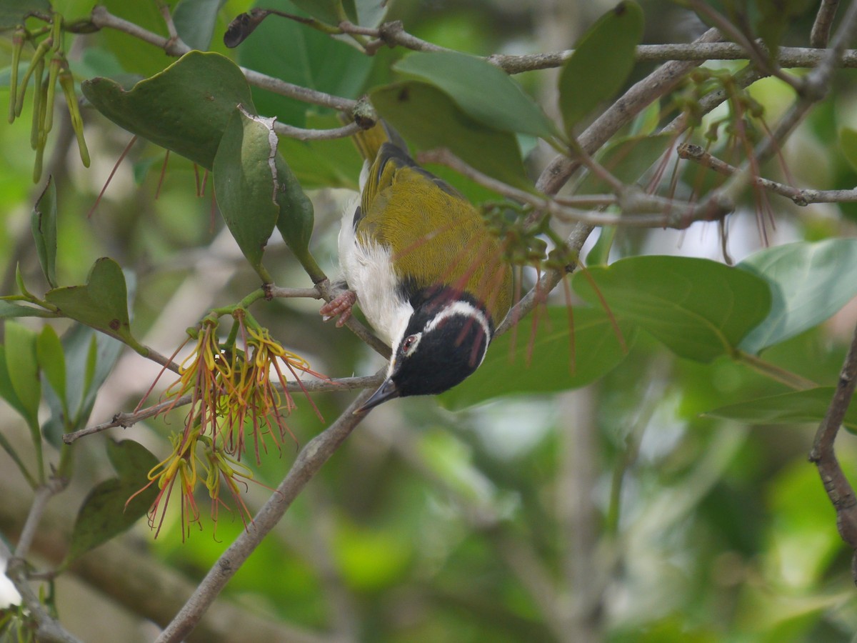 White-throated Honeyeater - ML208569791