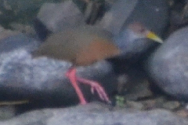 Gray-cowled Wood-Rail - ML208570011