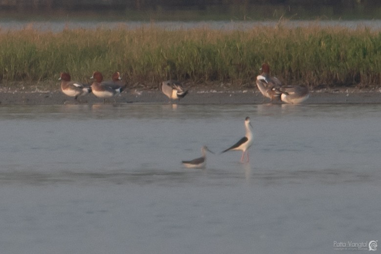 Eurasian Wigeon - Pattaraporn Vangtal