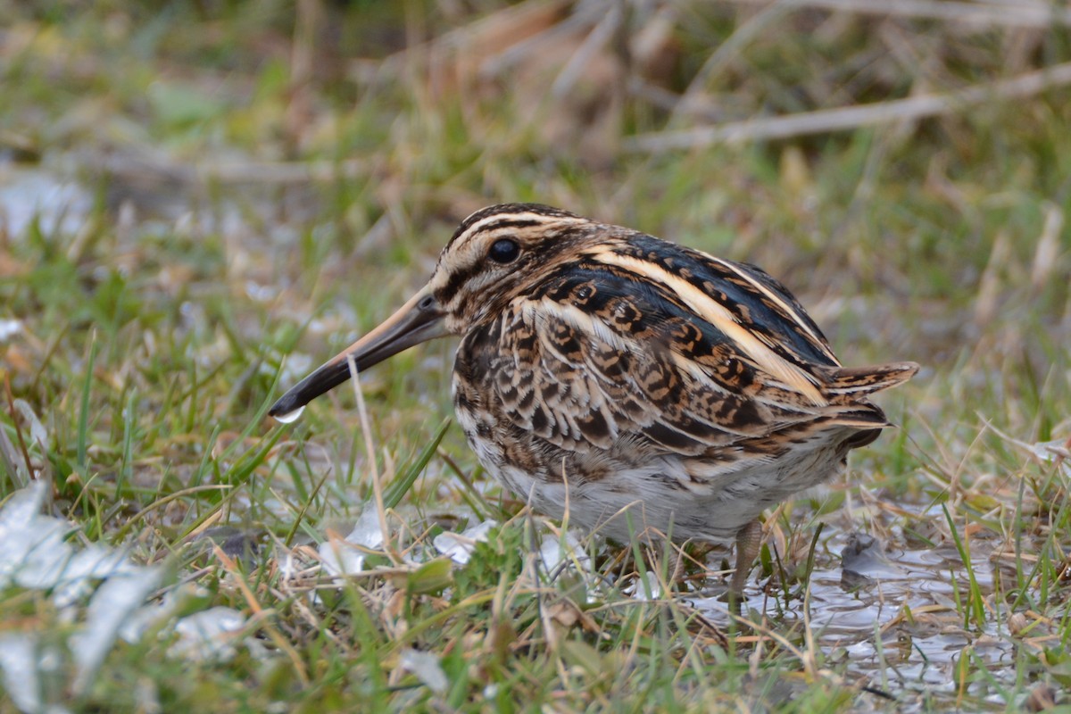Jack Snipe - Ergün Cengiz
