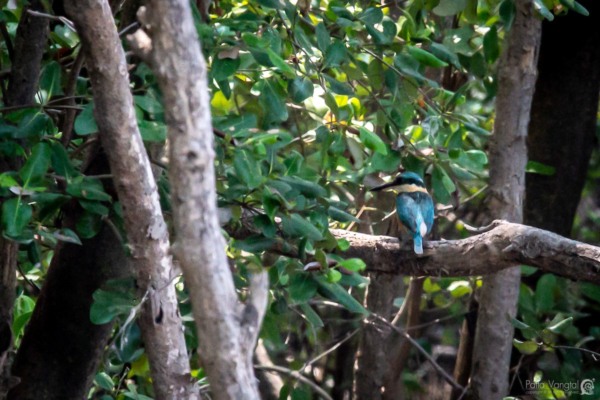 Sacred Kingfisher - Pattaraporn Vangtal