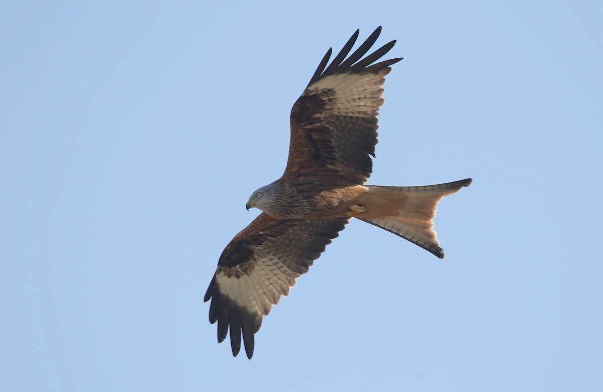 Red Kite - William Hull