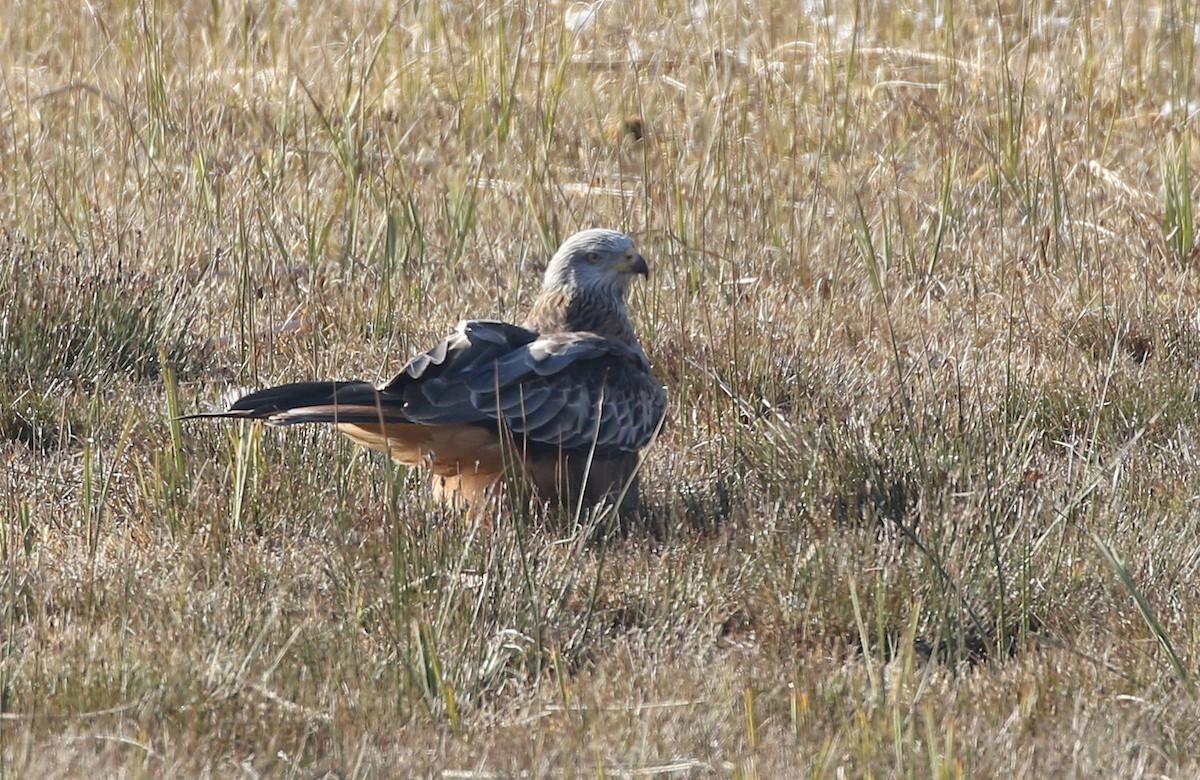 Red Kite - William Hull