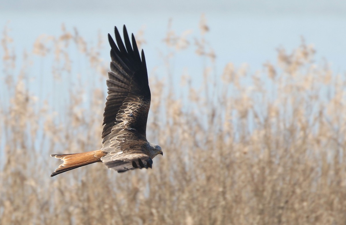 Red Kite - William Hull