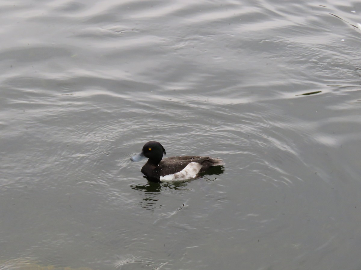 Tufted Duck - Chia-Chi Lin