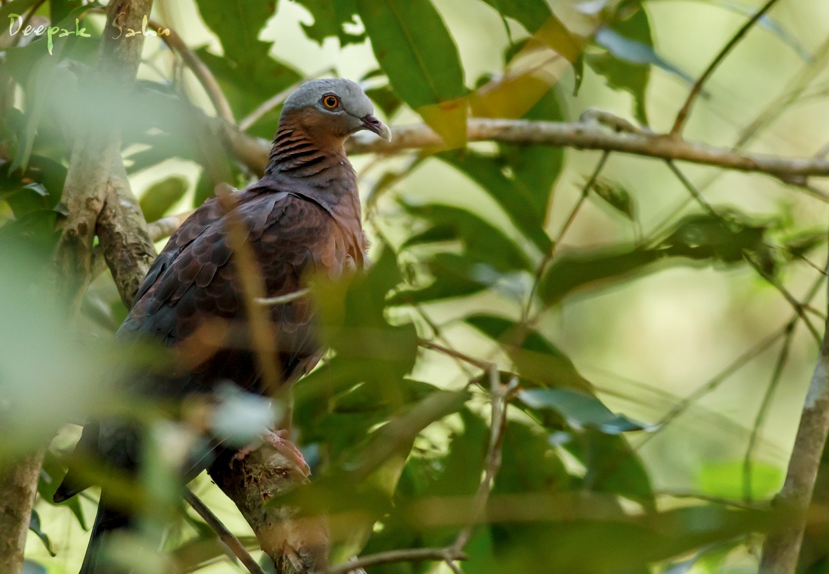 Pale-capped Pigeon - Deepak Sahu