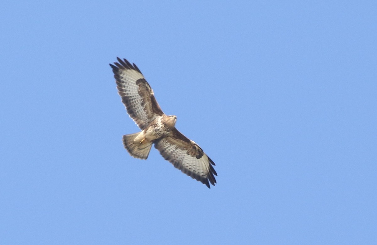 Common Buzzard - William Hull