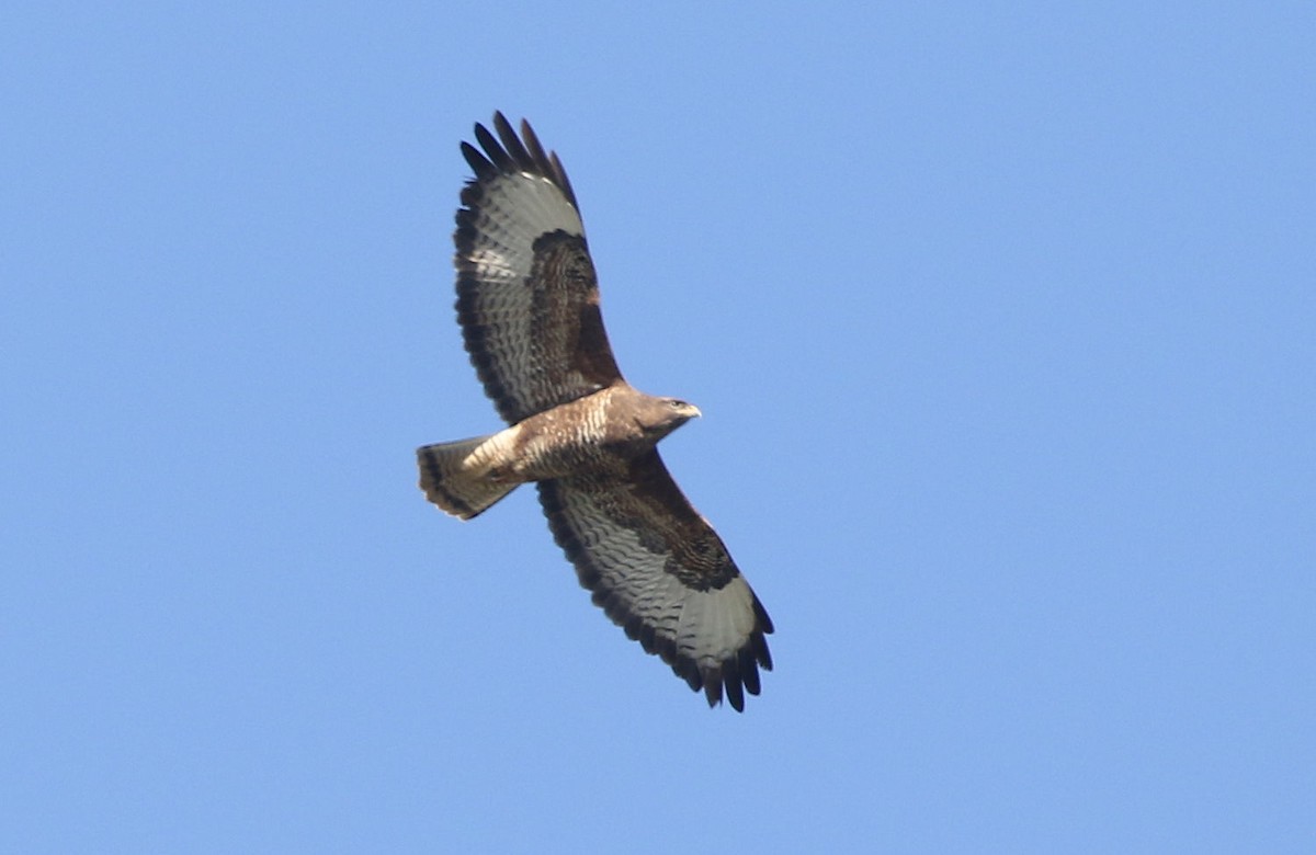 Common Buzzard - William Hull