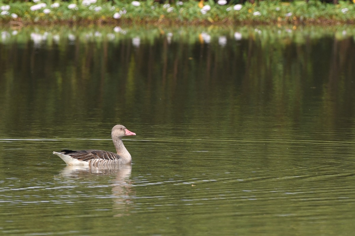 Graylag Goose - Pattaraporn Vangtal