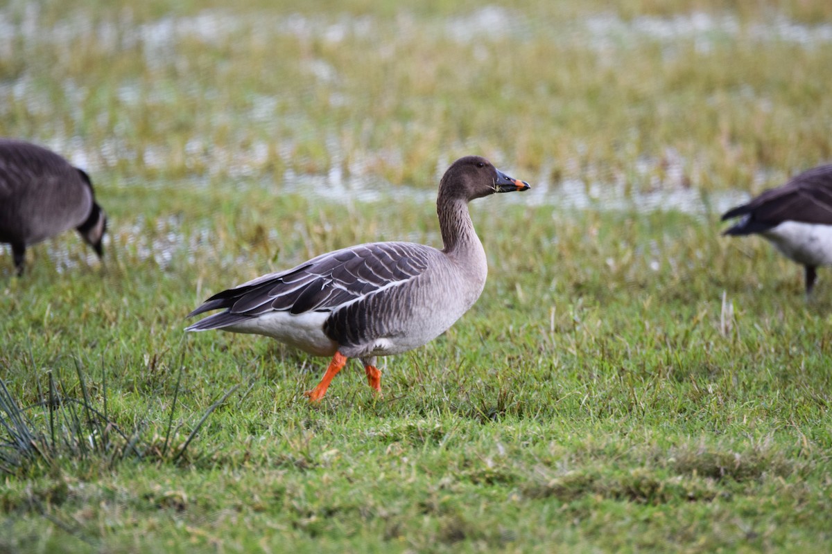 Tundra Bean-Goose - Will Brooks