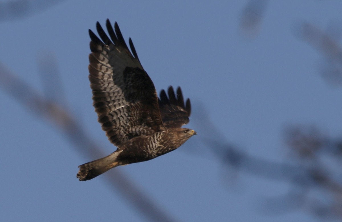 Common Buzzard - ML208575811