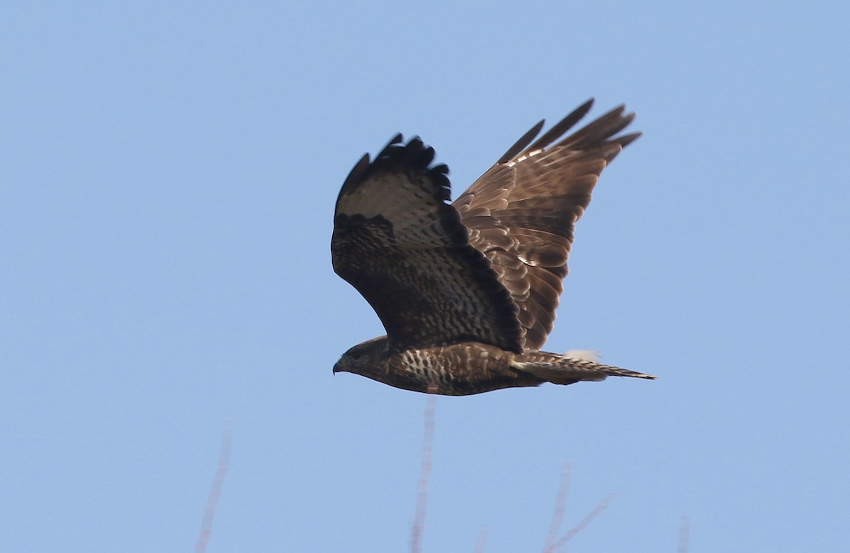 Common Buzzard - ML208575821