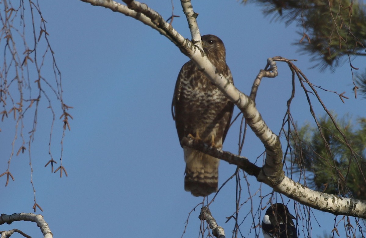 Common Buzzard - ML208575831