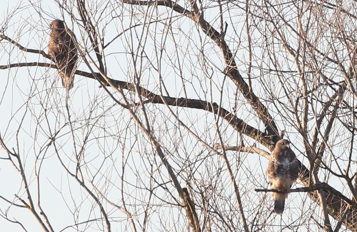 Common Buzzard - ML208575871