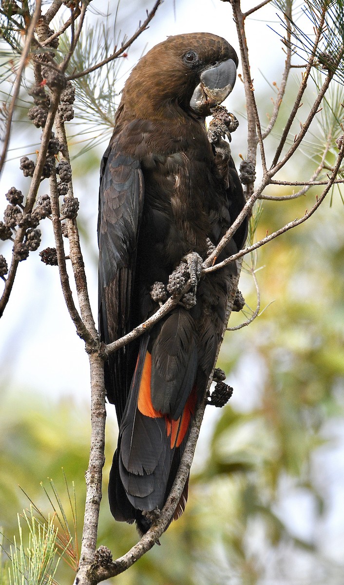 Glossy Black-Cockatoo - ML208576871