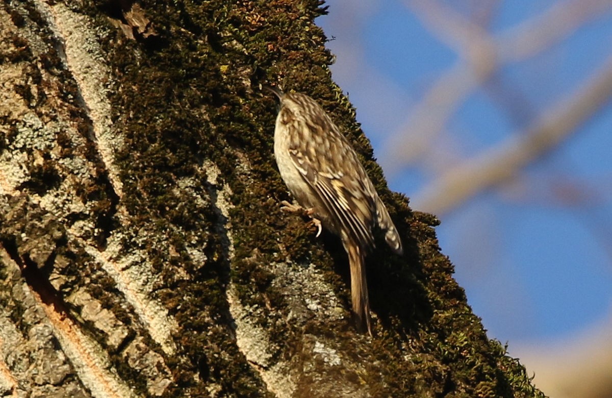 Short-toed Treecreeper - William Hull