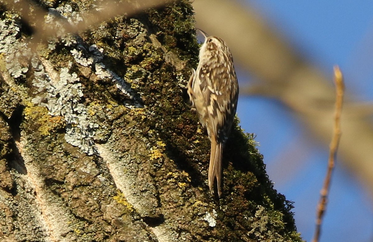 Short-toed Treecreeper - ML208577401