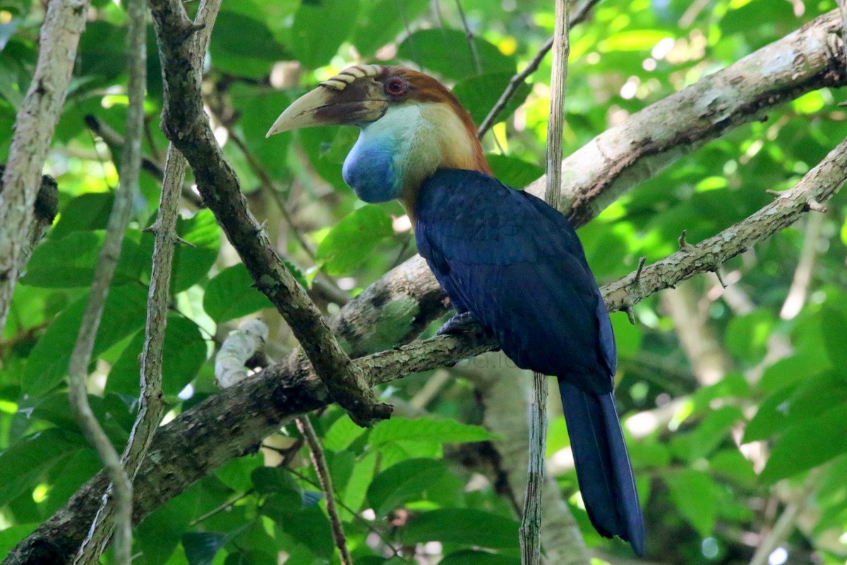 Sumba Hornbill - Yovie Jehabut