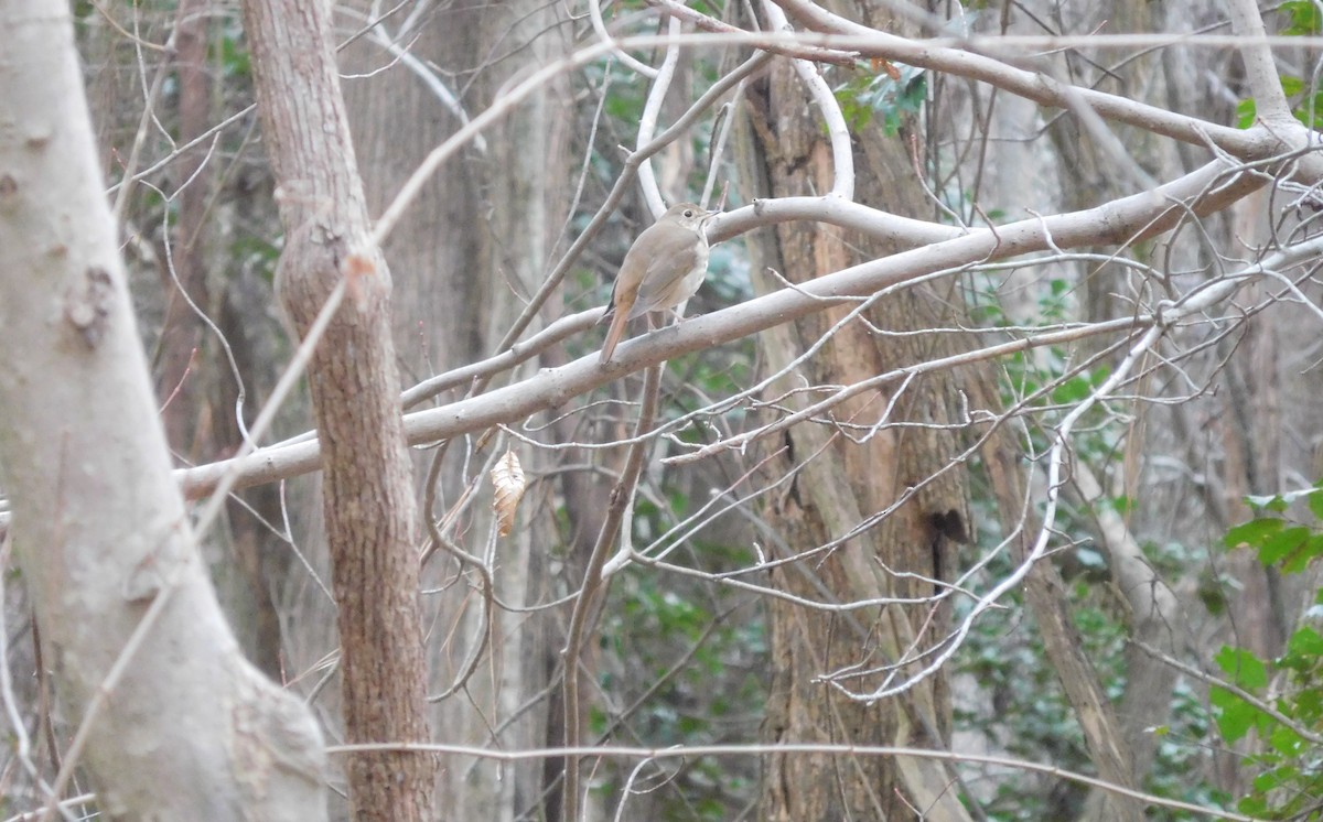 Hermit Thrush - ML208580111