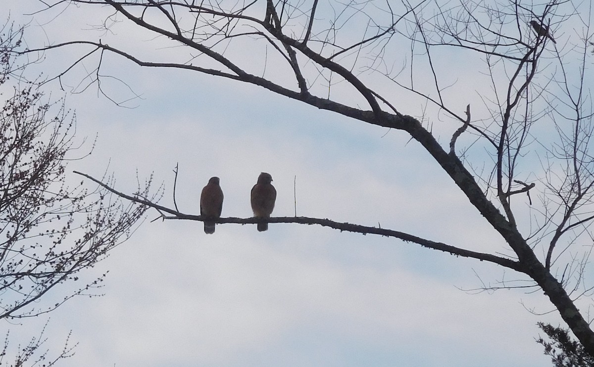 Red-shouldered Hawk - ML208581731