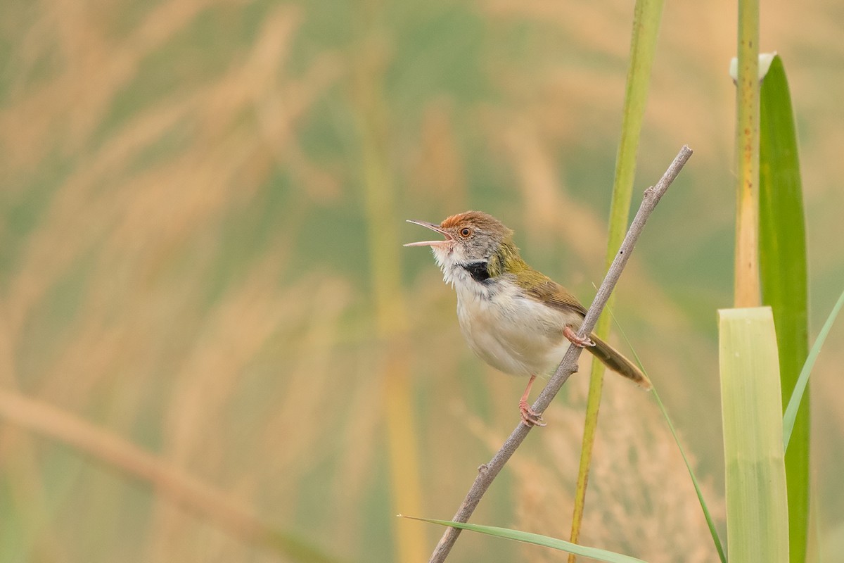 Common Tailorbird - ML208581971