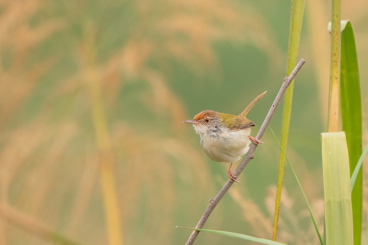 Common Tailorbird - ML208581981