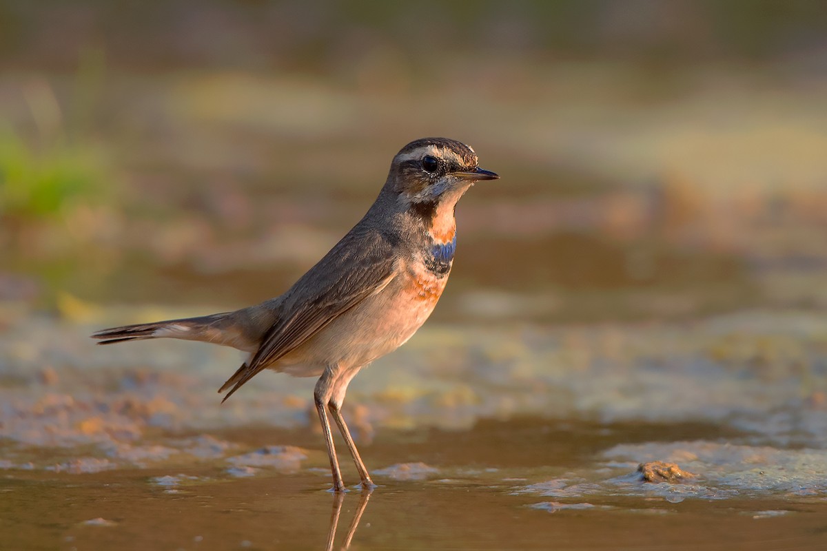 Bluethroat - Ayuwat Jearwattanakanok