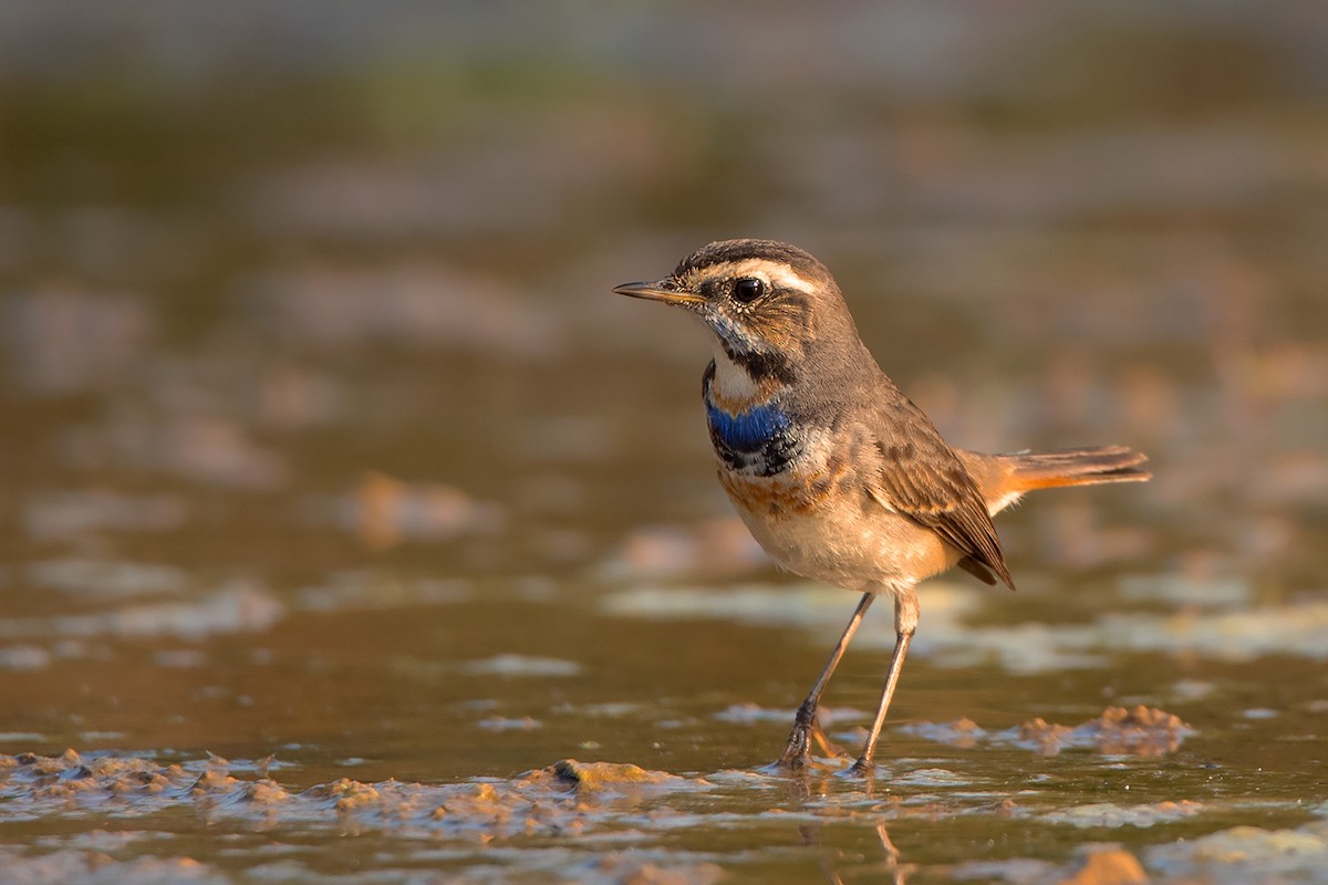 Bluethroat - ML208582591