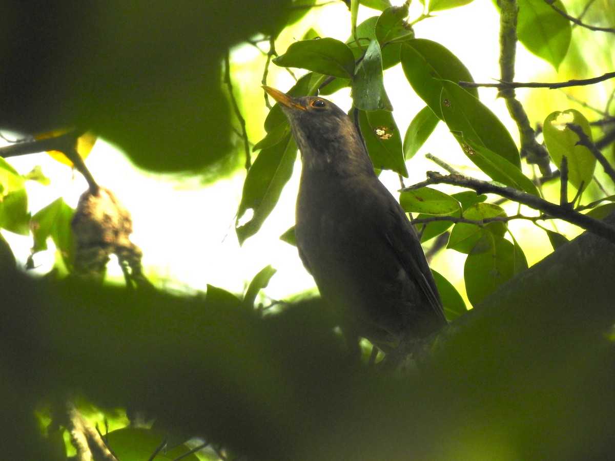 Chinese Blackbird - ML208583871