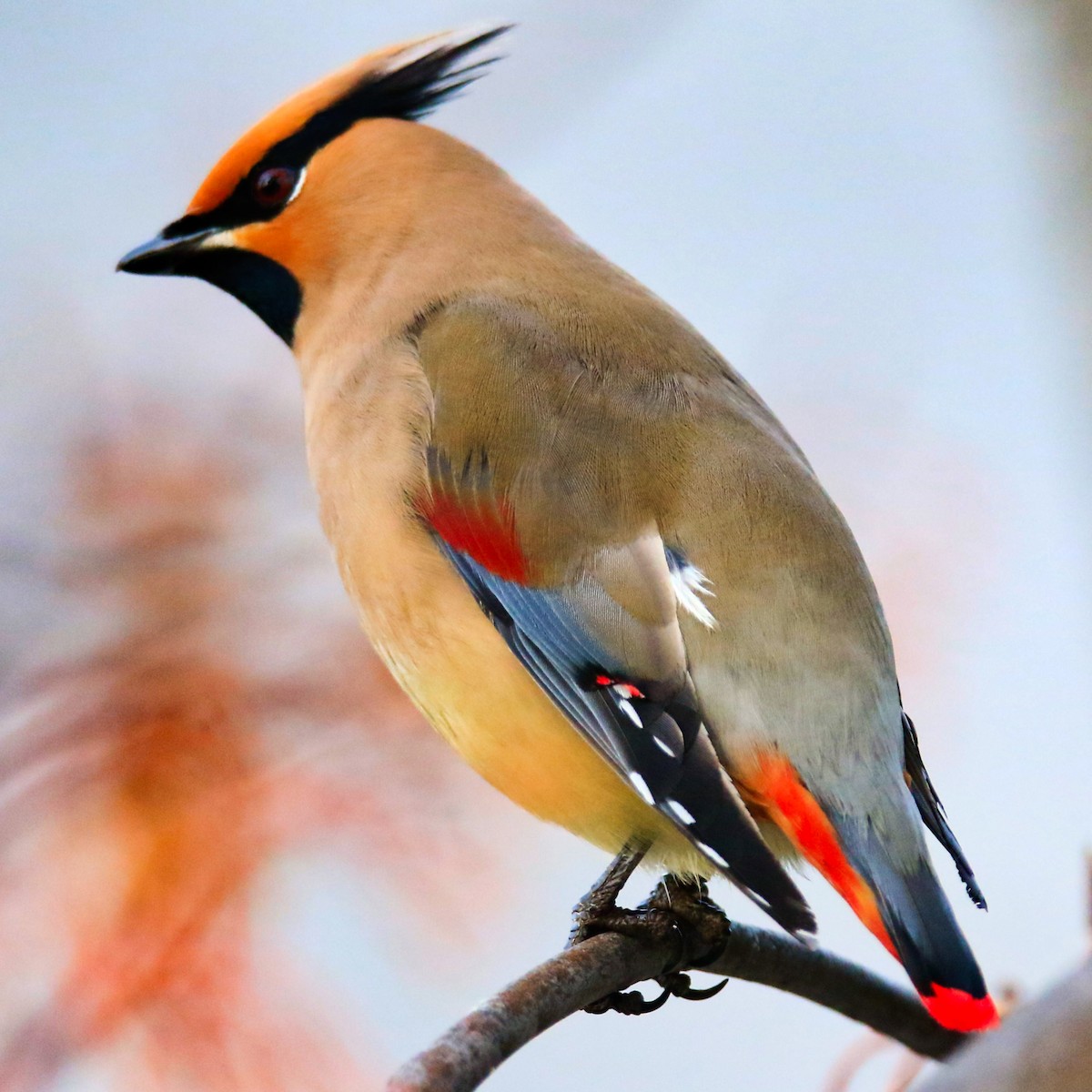 Japanese Waxwing - poshien chien