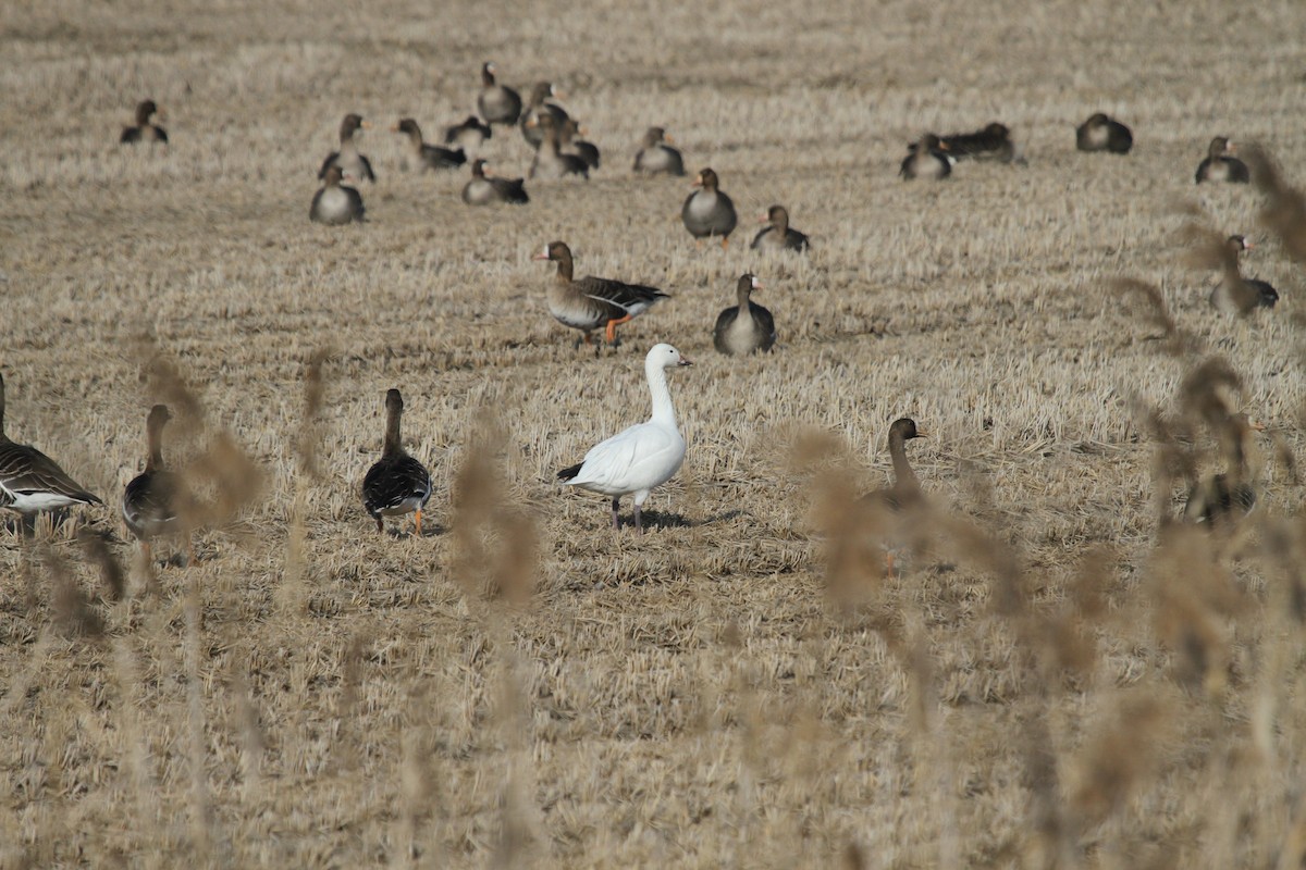 Snow Goose - ML208584891