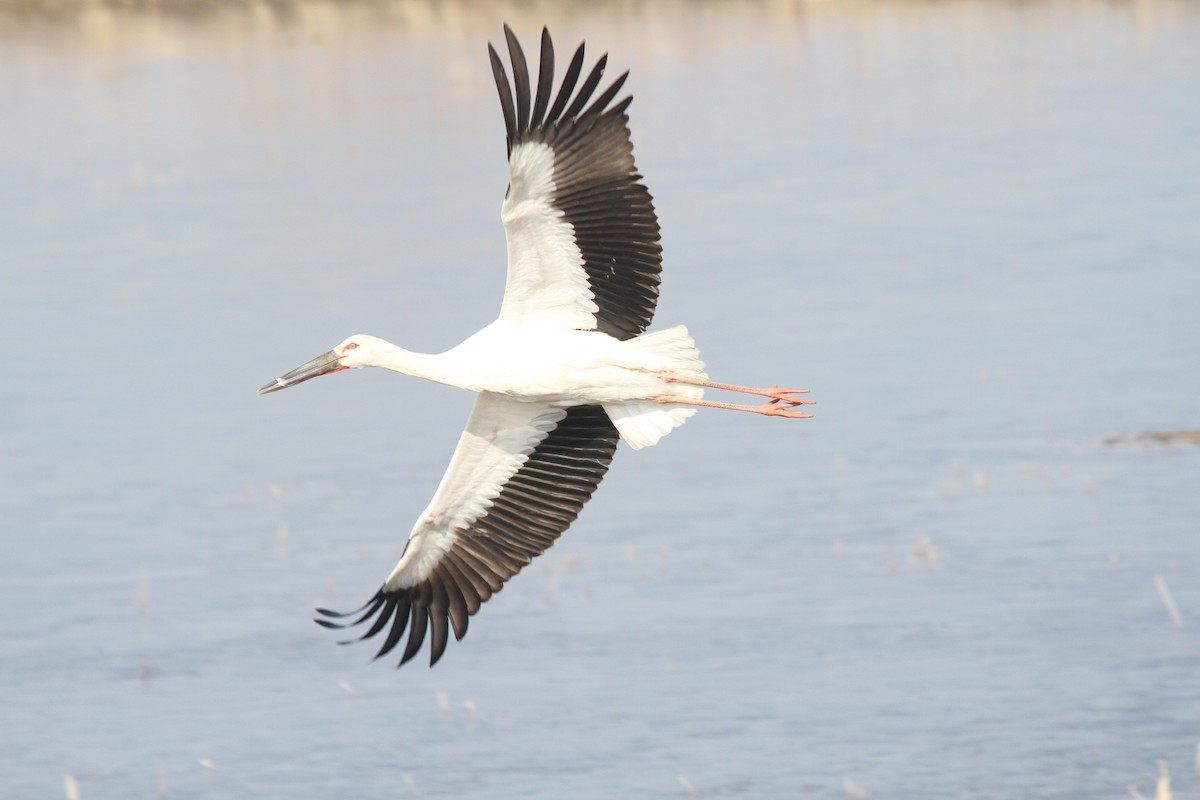 Oriental Stork - Otgonbayar Tsend