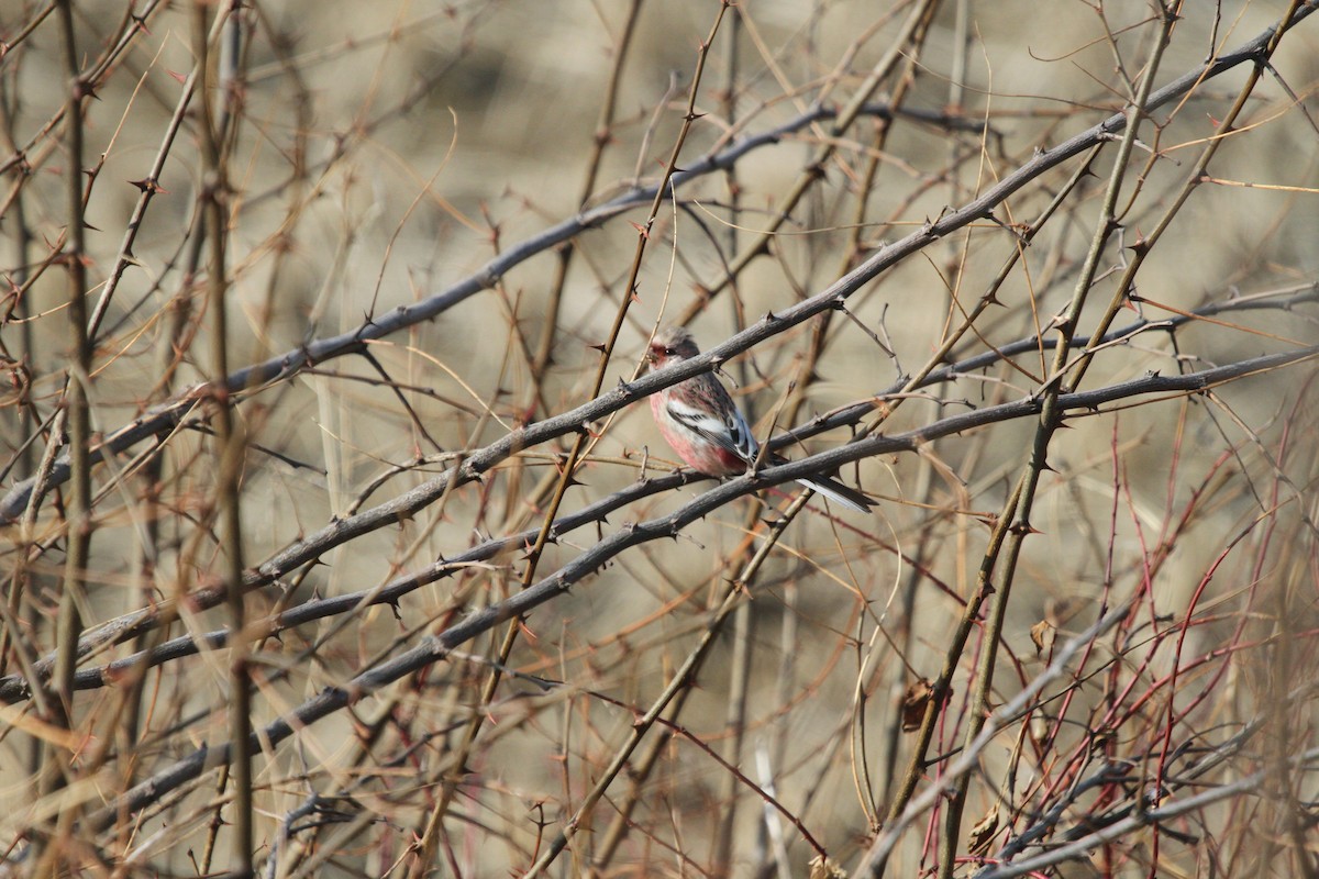 Long-tailed Rosefinch - ML208584971