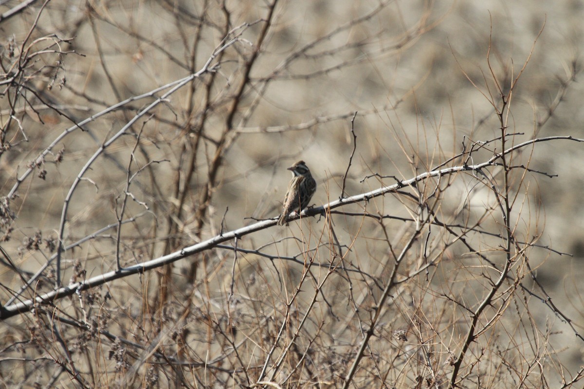 Meadow Bunting - ML208585031