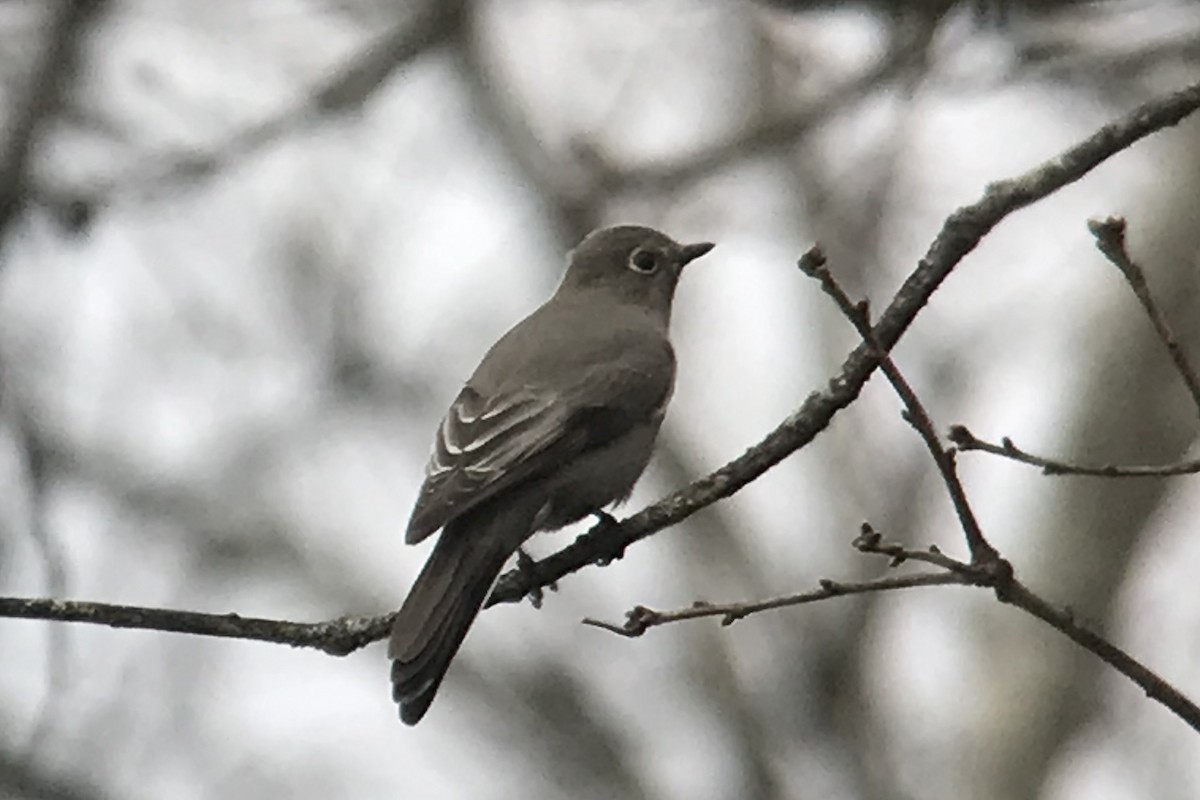 Townsend's Solitaire - ML208586221
