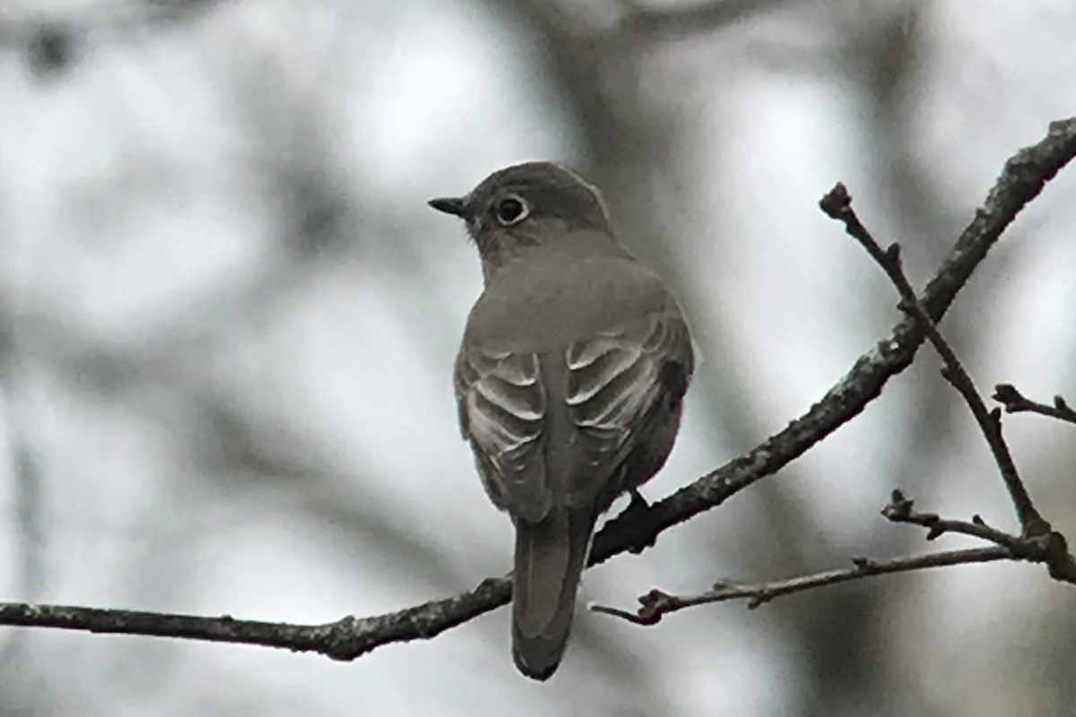 Townsend's Solitaire - ML208586231
